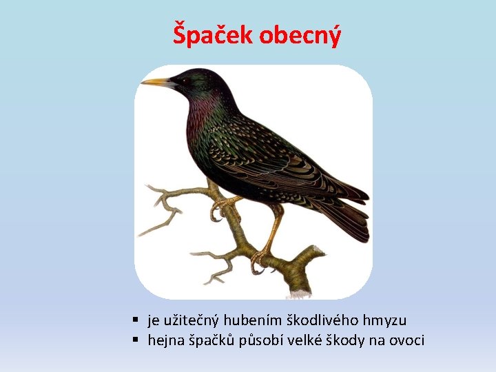 Špaček obecný § je užitečný hubením škodlivého hmyzu § hejna špačků působí velké škody Špaček obecný § je užitečný hubením škodlivého hmyzu § hejna špačků působí velké škody