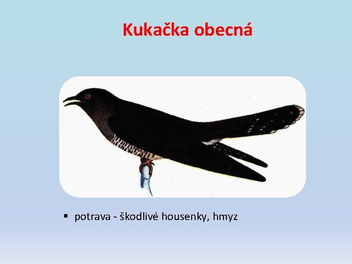 Kukačka obecná § potrava - škodlivé housenky, hmyz Kukačka obecná § potrava - škodlivé housenky, hmyz