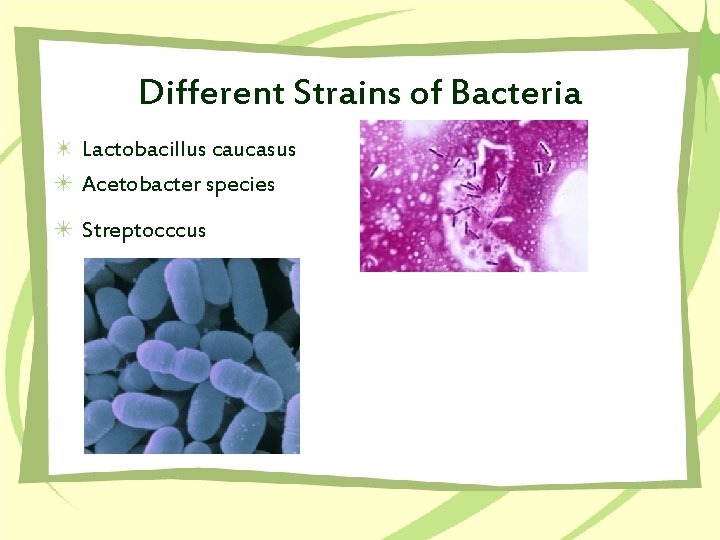 Different Strains of Bacteria Lactobacillus caucasus Acetobacter species Streptocccus 