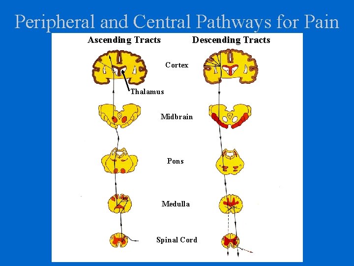 Peripheral and Central Pathways for Pain Ascending Tracts Descending Tracts Cortex Thalamus Midbrain Pons