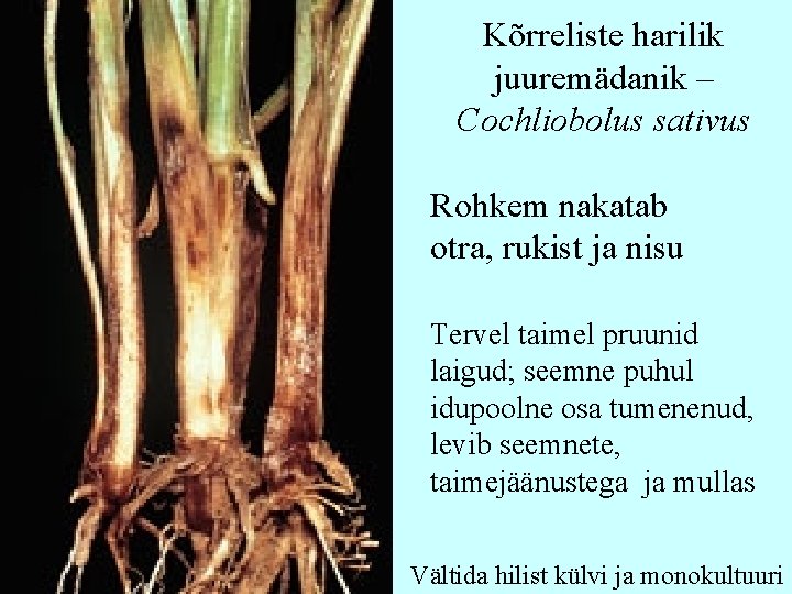 Kõrreliste harilik juuremädanik – Cochliobolus sativus Rohkem nakatab otra, rukist ja nisu Tervel taimel