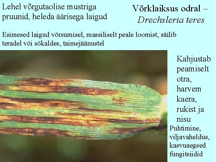 Lehel võrgutaolise mustriga pruunid, heleda äärisega laigud Võrklaiksus odral – Drechsleria teres Esimesed laigud