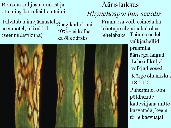 Rohkem kahjustab rukist ja otra ning kõrrelisi heintaimi Äärislaiksus – Rhynchosporium secalis Talvitub taimejäänustel,