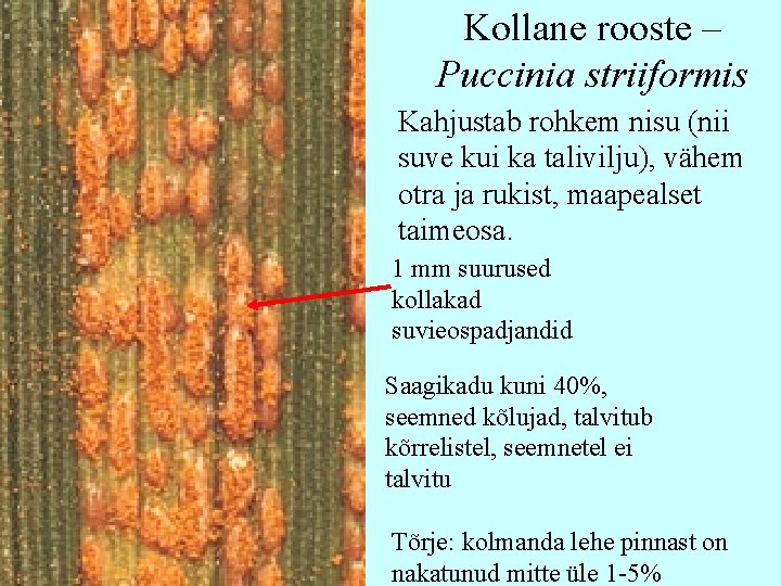 Kollane rooste – Puccinia striiformis Kahjustab rohkem nisu (nii suve kui ka talivilju), vähem