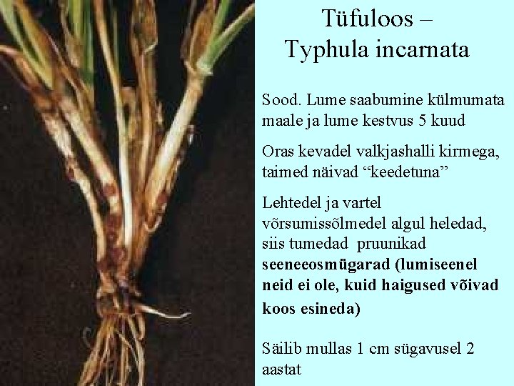 Tüfuloos – Typhula incarnata Sood. Lume saabumine külmumata maale ja lume kestvus 5 kuud