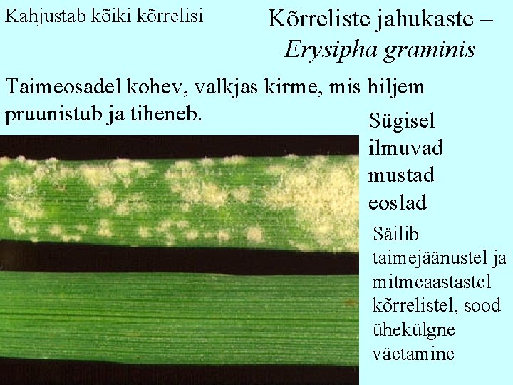 Kahjustab kõiki kõrrelisi Kõrreliste jahukaste – Erysipha graminis Taimeosadel kohev, valkjas kirme, mis hiljem