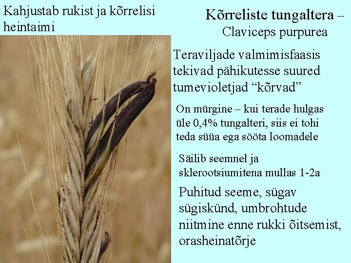 Kahjustab rukist ja kõrrelisi heintaimi Kõrreliste tungaltera – Claviceps purpurea Teraviljade valmimisfaasis tekivad pähikutesse