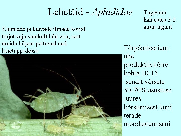 Lehetäid - Aphididae Kuumade ja kuivade ilmade korral tõrjet vaja varakult läbi viia, sest