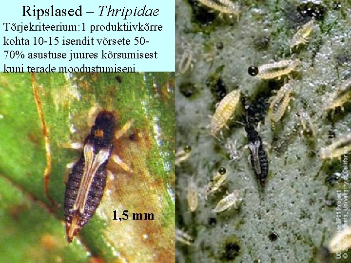 Ripslased – Thripidae Tõrjekriteerium: 1 produktiivkõrre kohta 10 -15 isendit võrsete 5070% asustuse juures