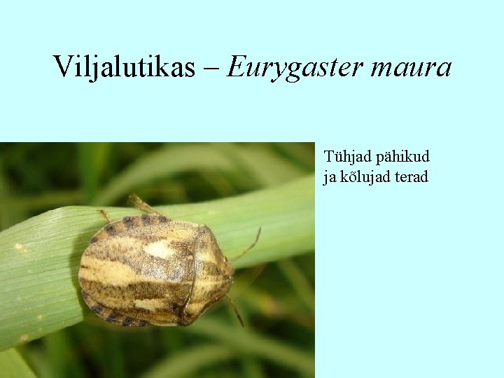 Viljalutikas – Eurygaster maura Tühjad pähikud ja kõlujad terad 