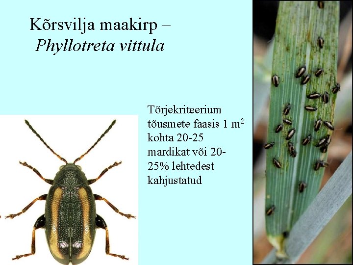 Kõrsvilja maakirp – Phyllotreta vittula Tõrjekriteerium tõusmete faasis 1 m 2 kohta 20 -25