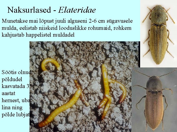 Naksurlased - Elateridae Munetakse mai lõpust juuli alguseni 2 -6 cm sügavusele mulda, eelistab