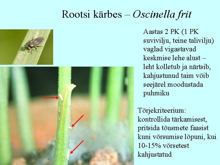 Rootsi kärbes – Oscinella frit Aastas 2 PK (1 PK suvivilju, teine talivilju) vaglad