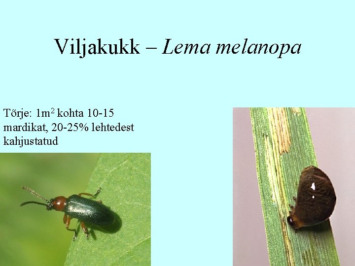 Viljakukk – Lema melanopa Tõrje: 1 m 2 kohta 10 -15 mardikat, 20 -25%