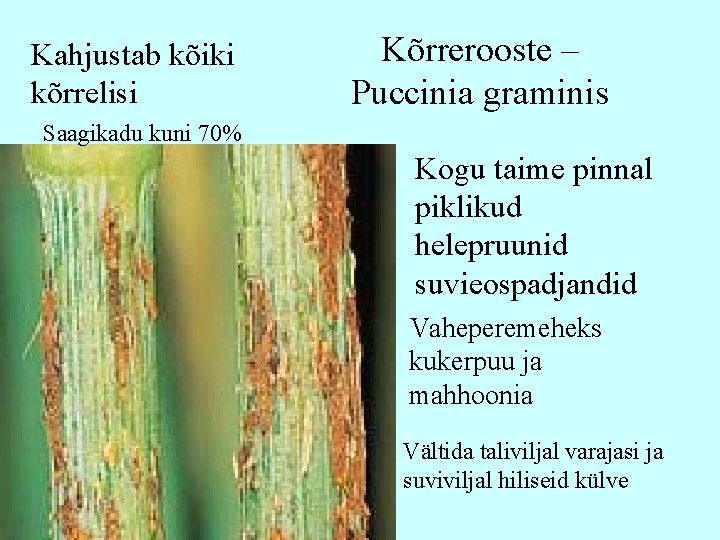 Kahjustab kõiki kõrrelisi Kõrrerooste – Puccinia graminis Saagikadu kuni 70% Kogu taime pinnal piklikud