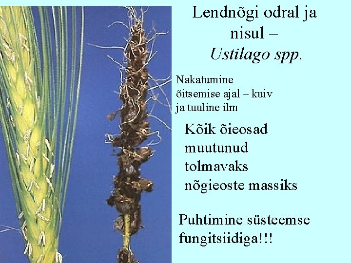 Lendnõgi odral ja nisul – Ustilago spp. Nakatumine õitsemise ajal – kuiv ja tuuline