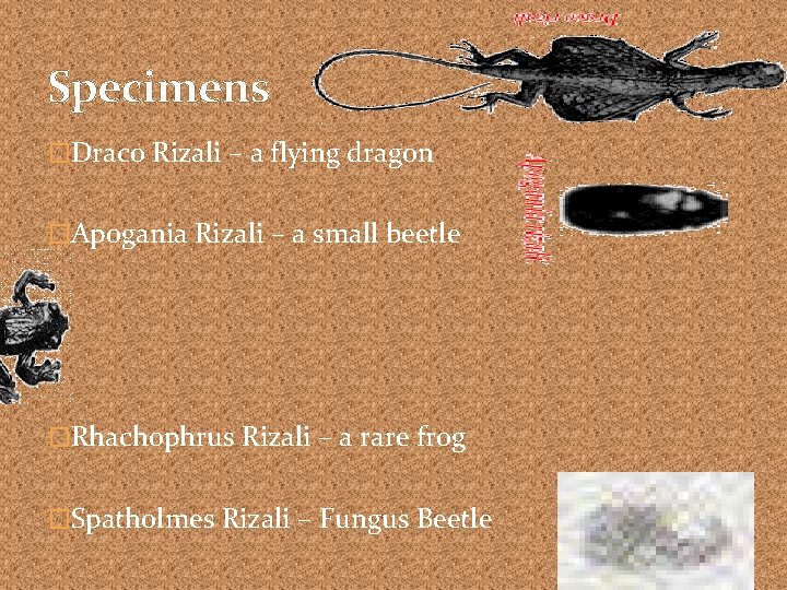 Specimens �Draco Rizali – a flying dragon �Apogania Rizali – a small beetle �Rhachophrus