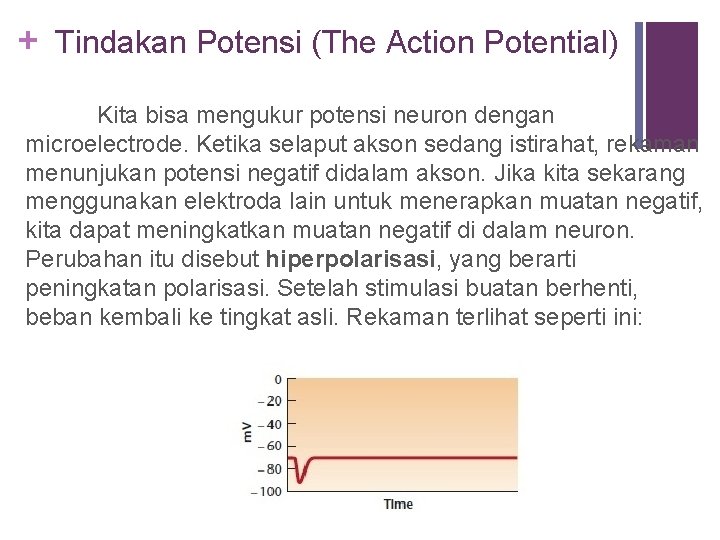 + Tindakan Potensi (The Action Potential) Kita bisa mengukur potensi neuron dengan microelectrode. Ketika
