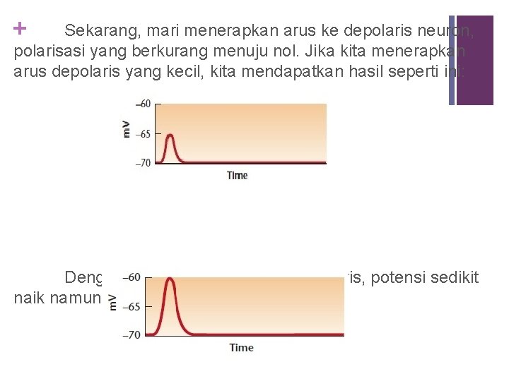 + Sekarang, mari menerapkan arus ke depolaris neuron, polarisasi yang berkurang menuju nol. Jika