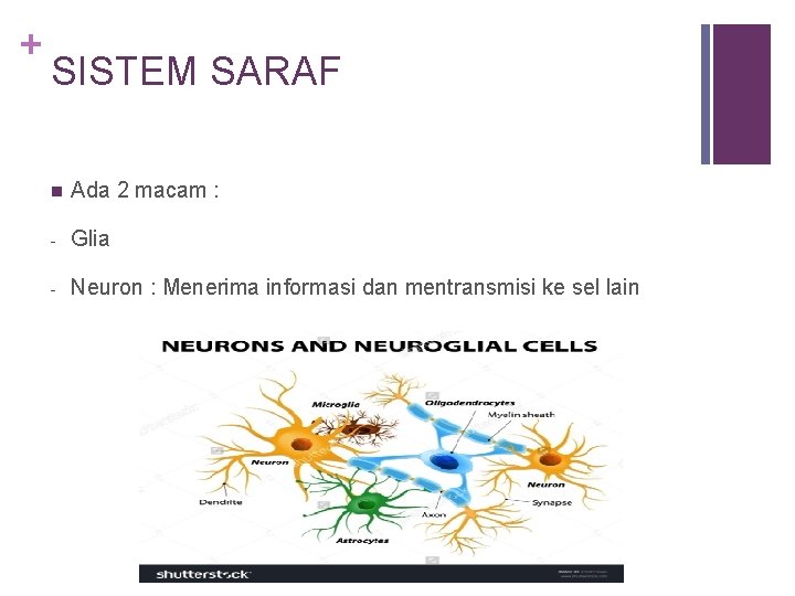 + SISTEM SARAF n Ada 2 macam : - Glia - Neuron : Menerima