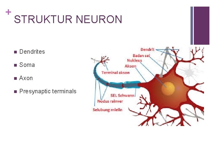 + STRUKTUR NEURON n Dendrites n Soma n Axon n Presynaptic terminals 