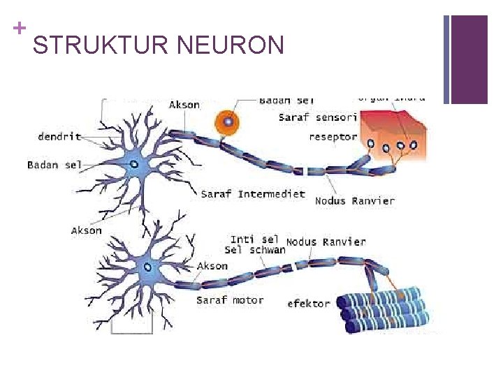 + STRUKTUR NEURON 