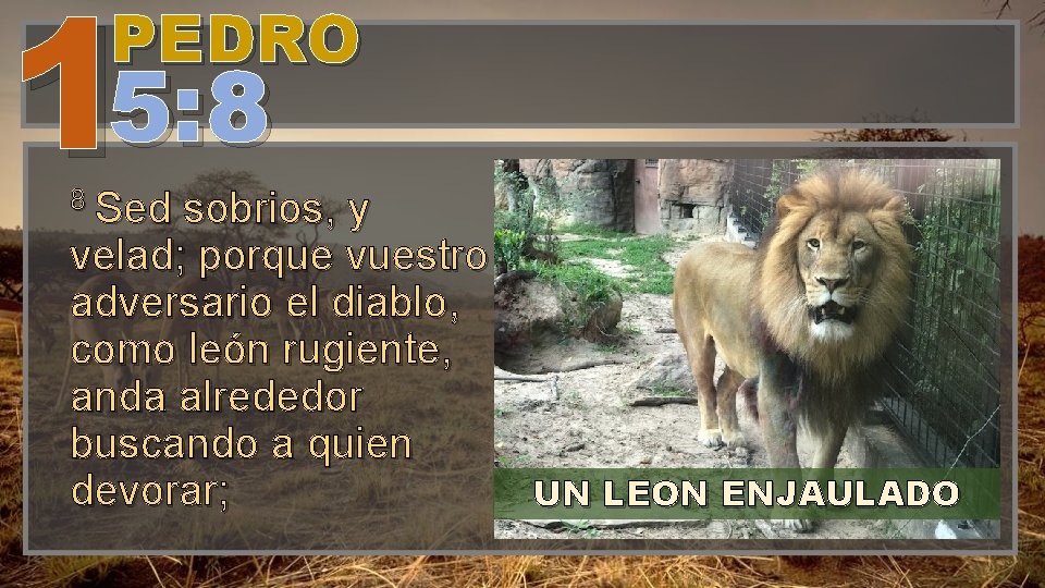 15: 8 PEDRO 8 Sed sobrios, y velad; porque vuestro adversario el diablo, como 15: 8 PEDRO 8 Sed sobrios, y velad; porque vuestro adversario el diablo, como