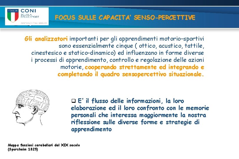 FOCUS SULLE CAPACITA’ SENSO-PERCETTIVE Gli analizzatori importanti per gli apprendimenti motorio-sportivi sono essenzialmente cinque