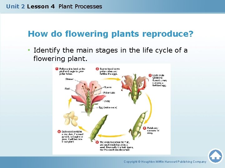 Unit 2 Lesson 4 Plant Processes How do flowering plants reproduce? • Identify the