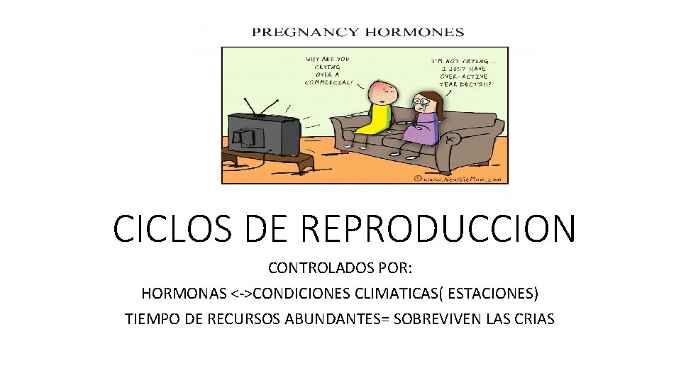 CICLOS DE REPRODUCCION CONTROLADOS POR: HORMONAS <->CONDICIONES CLIMATICAS( ESTACIONES) TIEMPO DE RECURSOS ABUNDANTES= SOBREVIVEN