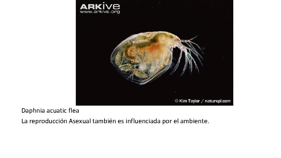 Daphnia acuatic flea La reproducción Asexual también es influenciada por el ambiente. 