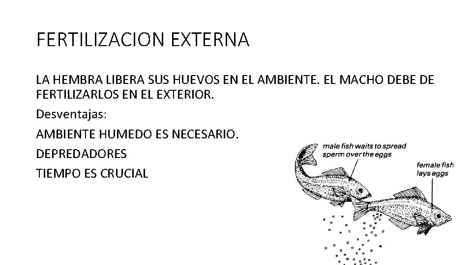 FERTILIZACION EXTERNA LA HEMBRA LIBERA SUS HUEVOS EN EL AMBIENTE. EL MACHO DEBE DE