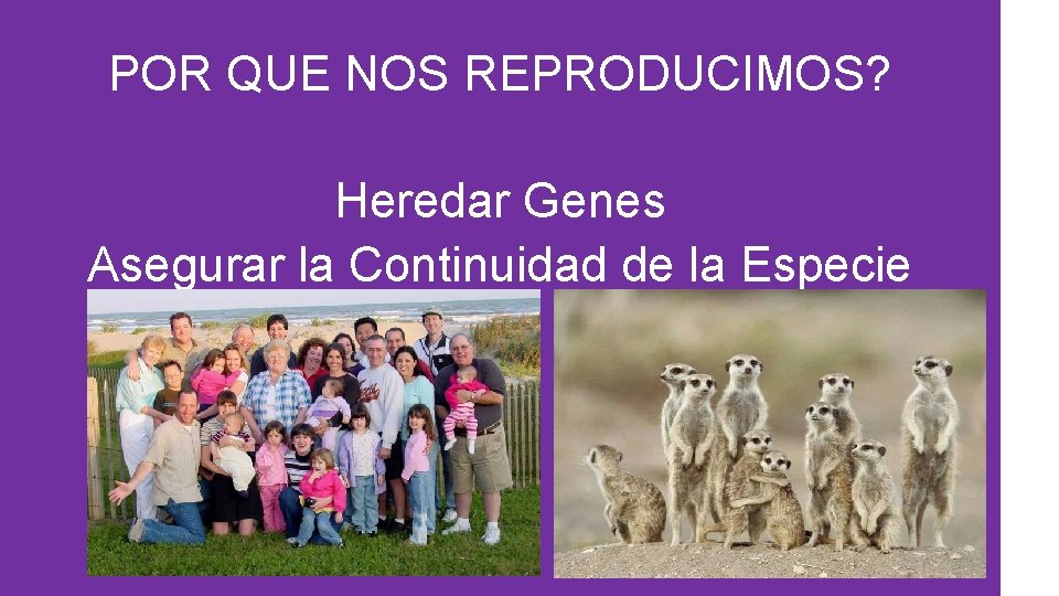 POR QUE NOS REPRODUCIMOS? Heredar Genes Asegurar la Continuidad de la Especie 