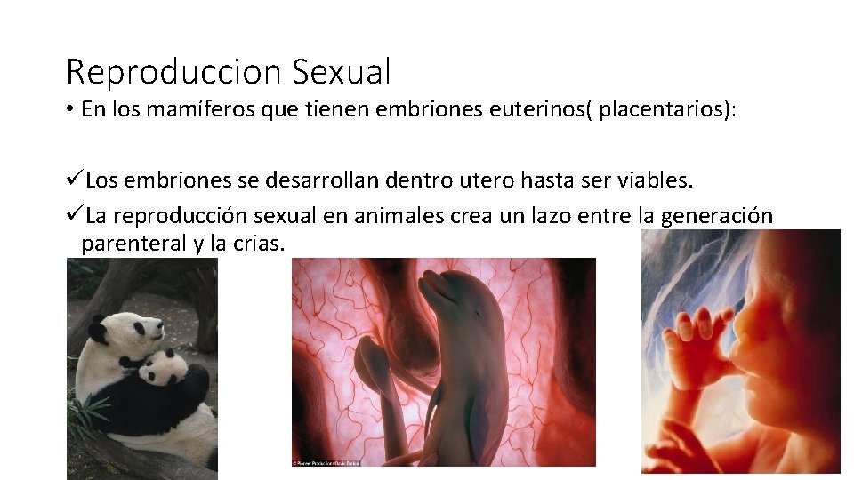 Reproduccion Sexual • En los mamíferos que tienen embriones euterinos( placentarios): üLos embriones se