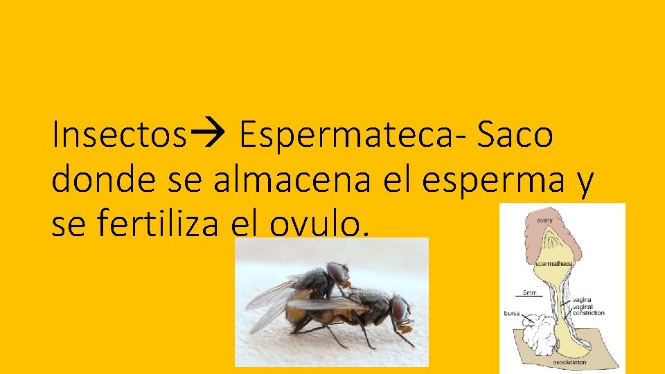 Insectos Espermateca- Saco donde se almacena el esperma y se fertiliza el ovulo. 