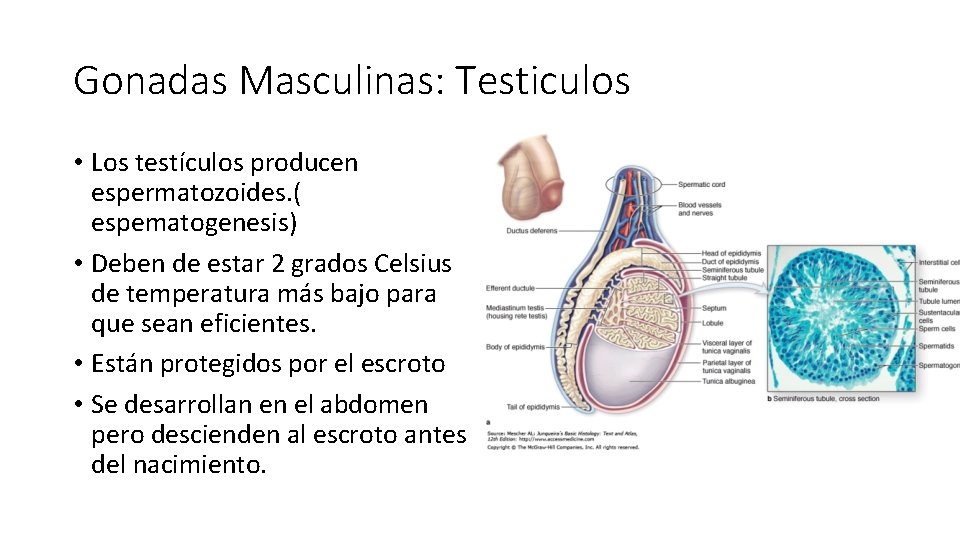 Gonadas Masculinas: Testiculos • Los testículos producen espermatozoides. ( espematogenesis) • Deben de estar