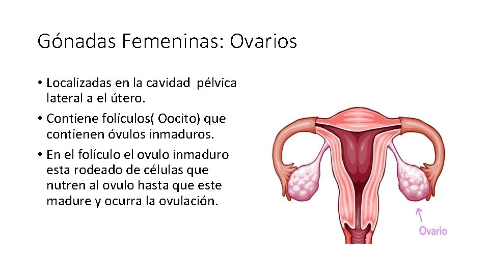 Gónadas Femeninas: Ovarios • Localizadas en la cavidad pélvica lateral a el útero. •
