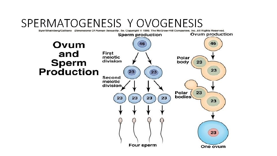 SPERMATOGENESIS Y OVOGENESIS 