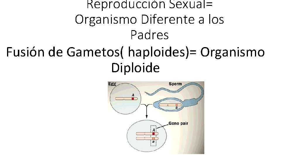 Reproducción Sexual= Organismo Diferente a los Padres Fusión de Gametos( haploides)= Organismo Diploide 