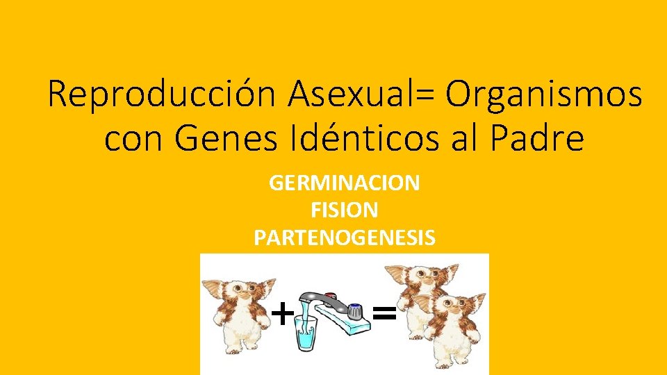 Reproducción Asexual= Organismos con Genes Idénticos al Padre GERMINACION FISION PARTENOGENESIS 