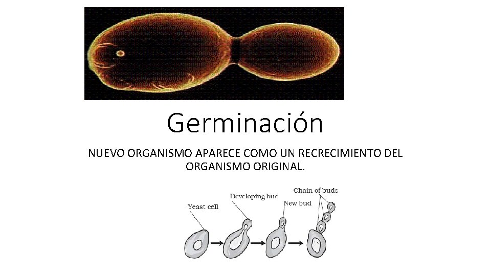 Germinación NUEVO ORGANISMO APARECE COMO UN RECRECIMIENTO DEL ORGANISMO ORIGINAL. 