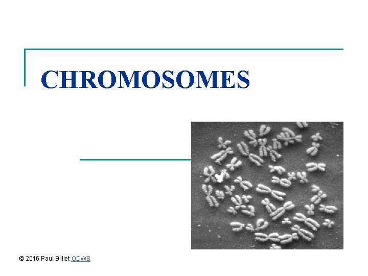 CHROMOSOMES © 2016 Paul Billiet ODWS 