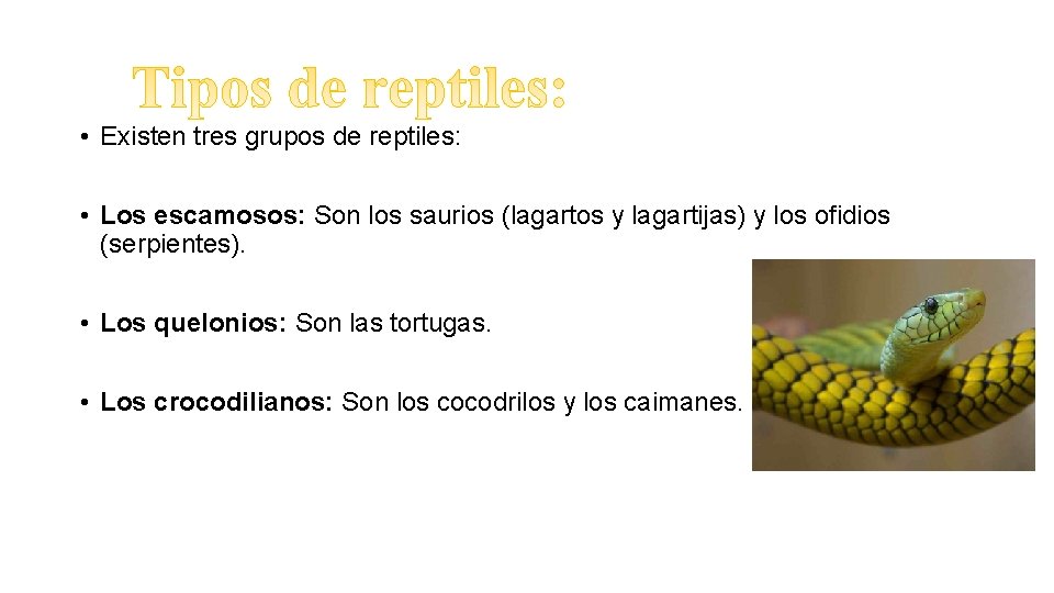  • Existen tres grupos de reptiles: • Los escamosos: Son los saurios (lagartos