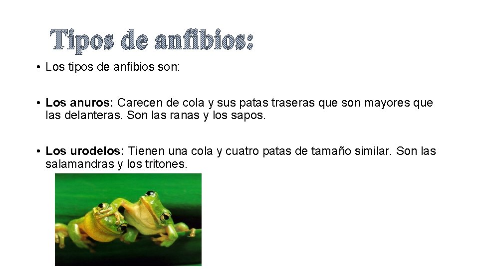 Tipos de anfibios: • Los tipos de anfibios son: • Los anuros: Carecen de