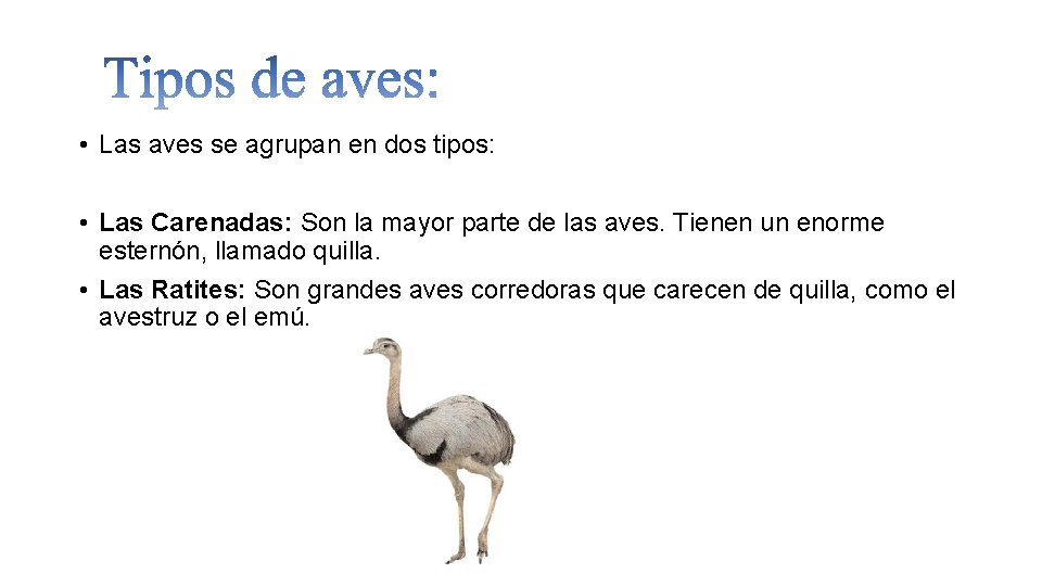  • Las aves se agrupan en dos tipos: • Las Carenadas: Son la