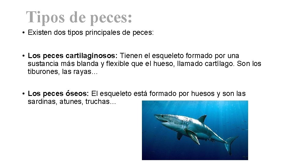 Tipos de peces: • Existen dos tipos principales de peces: • Los peces cartilaginosos: