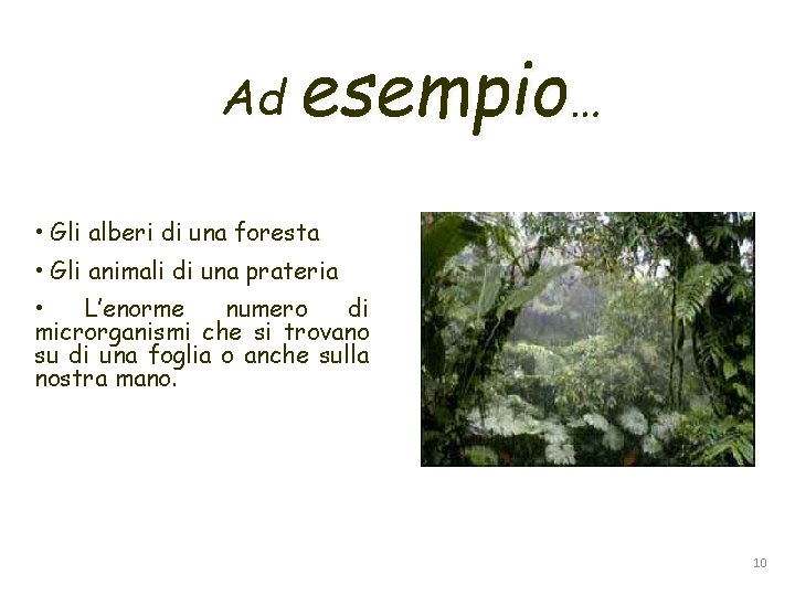 Ad esempio… • Gli alberi di una foresta • Gli animali di una prateria