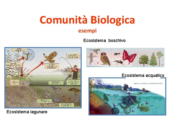 Comunità Biologica esempi Ecosistema boschivo Ecosistema acquatico Ecosistema lagunare 