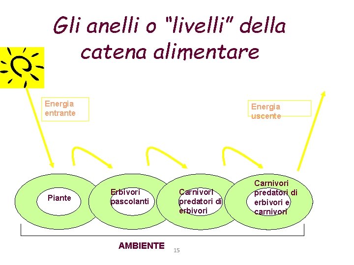 Gli anelli o “livelli” della catena alimentare Energia entrante Piante Energia uscente Erbivori pascolanti