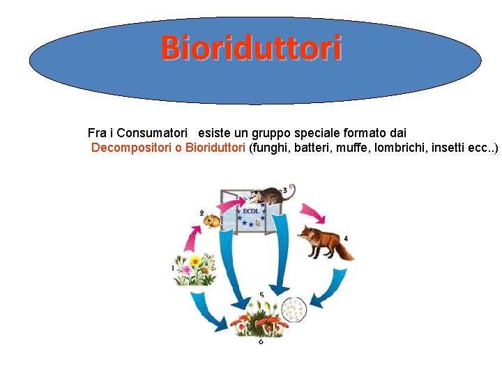 Bioriduttori Fra i Consumatori esiste un gruppo speciale formato dai Decompositori o Bioriduttori (funghi,